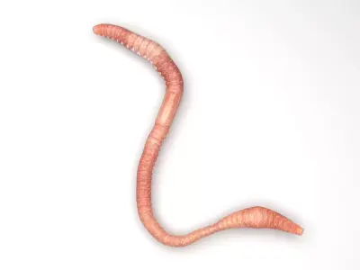 Earthworm 3D model 3