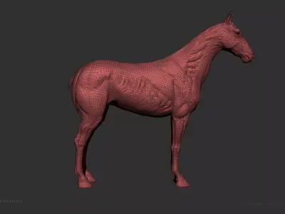 Horse Equine Anatomy Figure Free 3D model