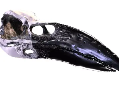 Raven Skull- Game Ready Asset Low-poly 3D model