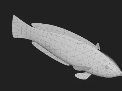 Wrasse Low-poly 3D model 7