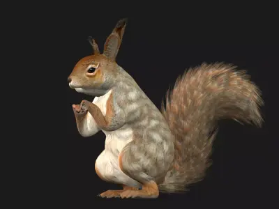 Squirrel A3 Free 3D model purchase