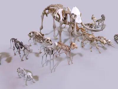 Ultimate Skeleton and Skull Pack - 62 game-ready lowpoly assets Low-poly 3D model