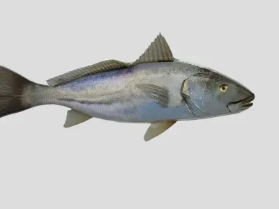 Orangemouth Corvina Realistic Animated Low-poly 3D model