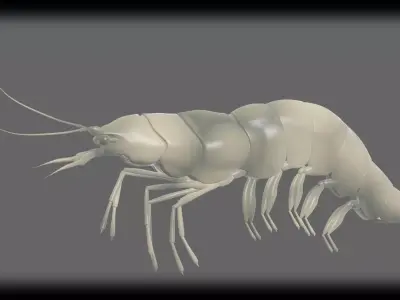 Fresh Water Shrimp 3D model