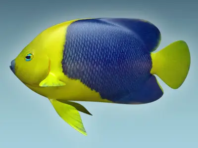 Anglefish 4 angelfish 3D model