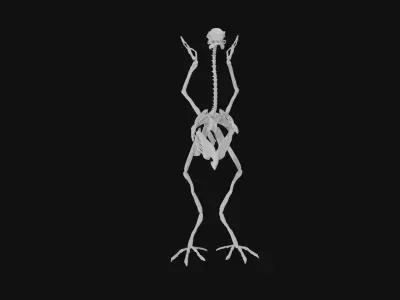 Turkey skeleton 3D model