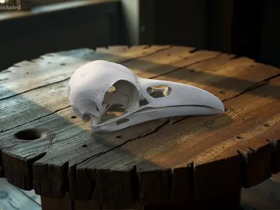  Crow Raven Skull Anatomy Model Clean 