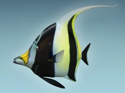 Manfish angel fish 3D model