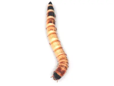 Zophobas Morio Worm 3D model