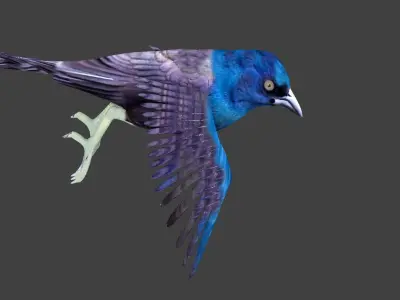 common grackle animated 3D model