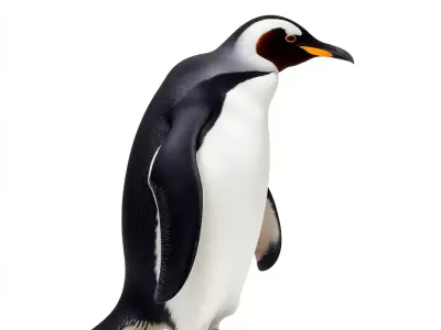 Realistic Emperor Penguin model pack Low-poly 3D model