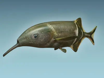 Elepant Nose Fish 3D model