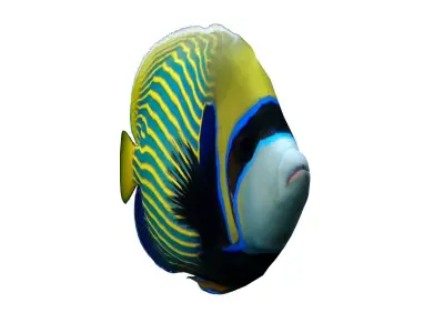 Emperor Angelfish 3D model buy