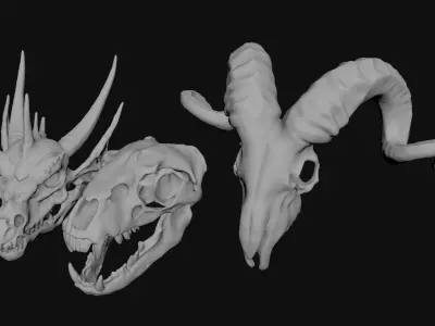 Skull Animal 3D model