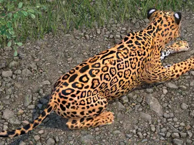 Jaguar Lying Down 3D model