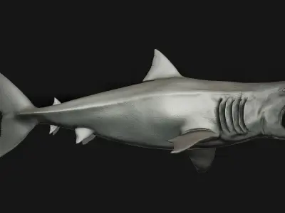 Megalodon  3D model