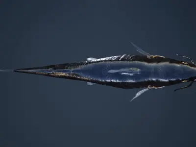 Catfish with Swimming Animation Low-poly 3D model