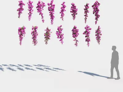  Climbing Bougainvillea Collection 2 (+GrowFX) 