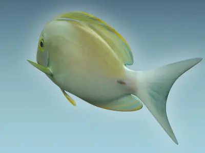 Doctor Fish 3D model