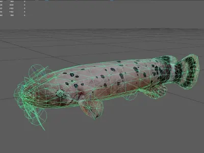 Catfish Low-poly 3D model 7