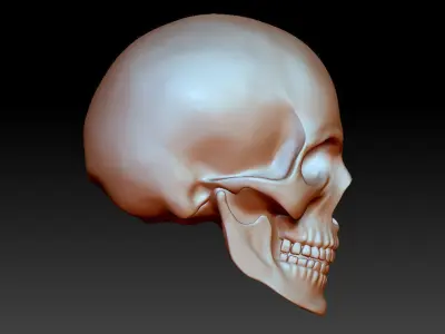 Anatomically correct human skull in full size 3D print model