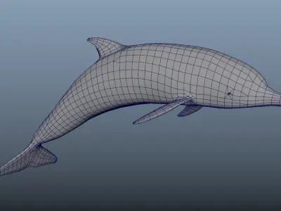 Bottlenose Dolphin- Animated  Low-poly 3D model