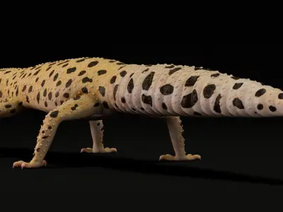  4K Leopard Gecko 