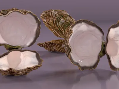  Open Oyster Shell White 