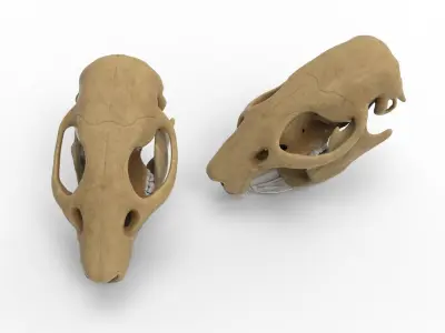Rat skull 3D model