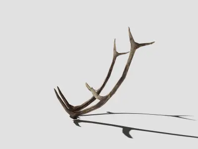 Antlers deer Low-poly 3D model