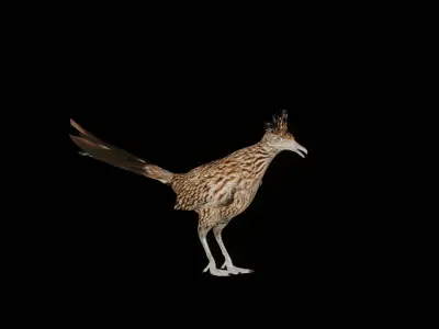 Roadrunner Chaparral Bird Low-poly 3D model