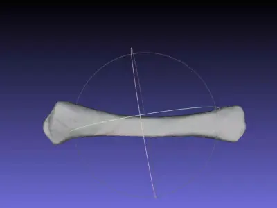 Psittacosaurus Left Radius Free 3D print model
