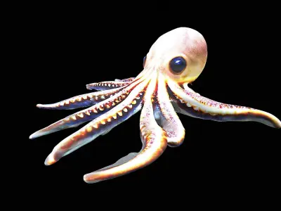 Cute little Octopus 3D model