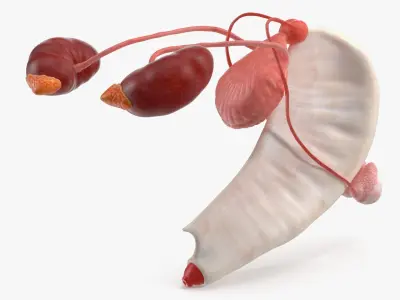 Dog Male Urogenital Organs with Kidneys and Testes 3D model