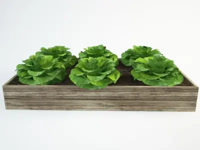 lettuce set 36 Lactuca 3D model