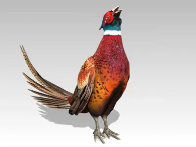 Pheasant Low-poly 3D model