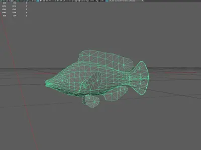 Wrasse Low-poly 3D model 13