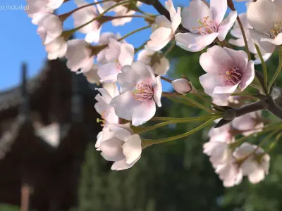 Sakura Cherry Blossom Branch Pink 3D model
