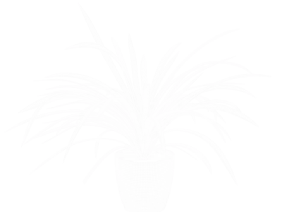  Spider Plant Model 