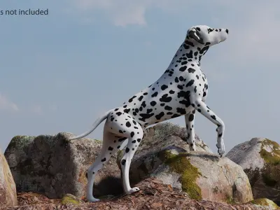 Spotted Dalmatian Dog Rigged for Maya 3D model