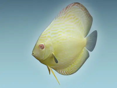 Discus Fish 9 3D model