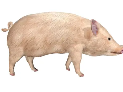 Pig of farm Low-poly 3D model