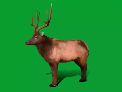 Elk Wapiti Free 3D model purchase