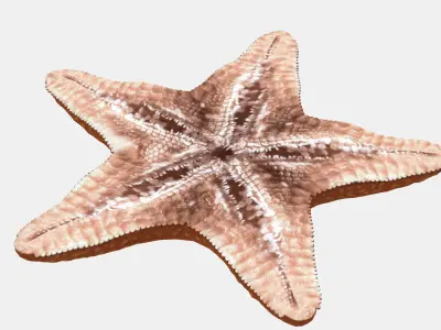 Starfish Low-poly 3D model 3