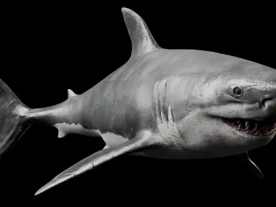 Great White Shark 3D model 5