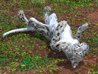 Snow Leopard Cub in Lying Playful Pose 3D model