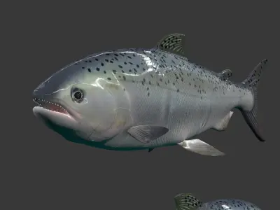 Rainbow Trout Low-poly 3D model 3D model