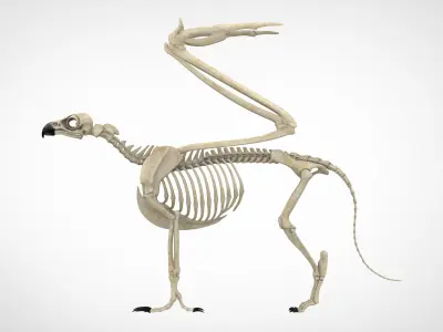 Griffin Skeleton 3D model