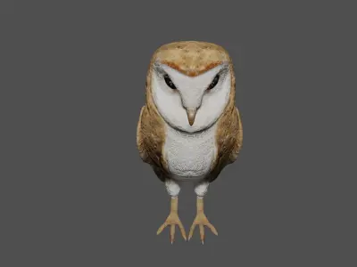 Barn owl Low-poly 3D model purchase