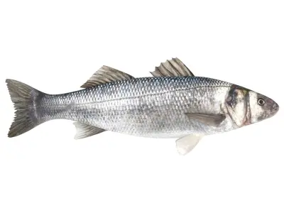 Fish Collection 3D model 2